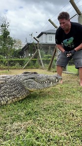 87K views · 1K reactions | Feeding a massive Nile crocodile!!! | Dingo | Facebook