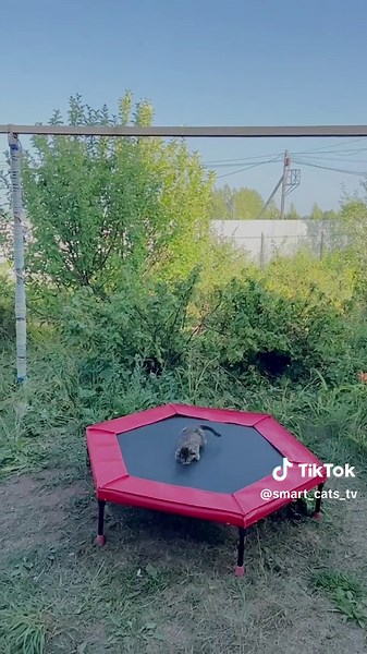 Мама кошка Пуся отправила котёнка Чепусика на новую высоту 🌟🐈🐈