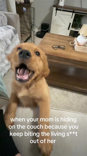 Life with Milo: A Playful Pup's Antics