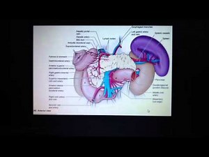 Spleen - splenic artery and splenic vein