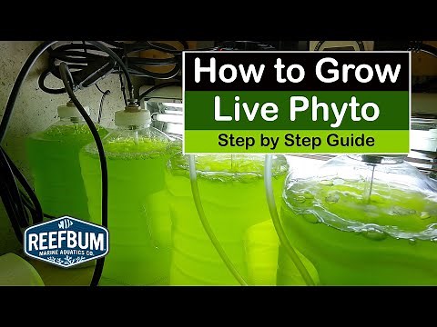 How To Grow Live Phyto - Step by Step Guide