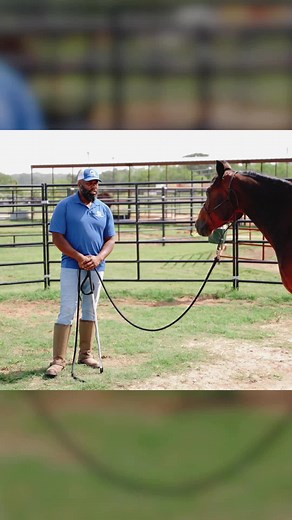 44K views · 710 reactions | Lunging vs. Sending: What's the difference? 樂 It's all about connection. Watch how we introduce "sending" to Bubba, a new horse in our training program. We break down the steps, build trust, and prioritize clear communication - all within the safe and sturdy confines of our Seven Peaks round pen. #horsetraining #roundpen #sending #steadyhorse #sevenpeaksfenceandbarn Seven Peaks Fence And Barn Texas | Steady Horse | Facebook