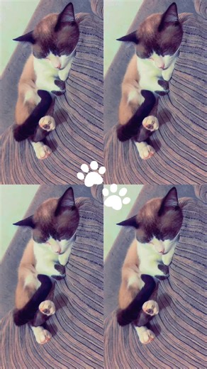 Hora de descansar do descanso #catsoftiktok #catlovers #gatostiktok #fypシ゚