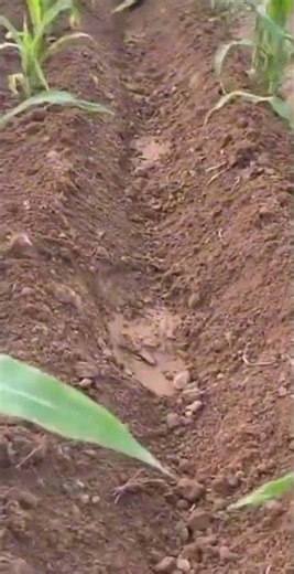 This is a process of plowing the land on corn fields or limiting the rows with special machine tools