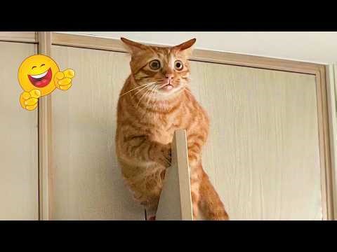 Funniest Cats of the Year 😹 Try Not To Laugh | Funny Cats Compilation 2026