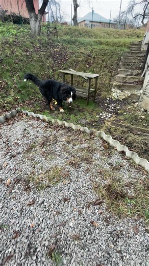 Бернский Зененхунд#берн #бернскийзененхунд #собака