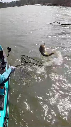 PB Bass jumps Out of the Net