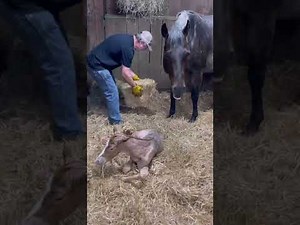 Ethel the horse giving birth to her 2022 filly, Rosie