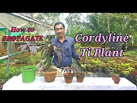 3 Easiest Methods to Propagate Hawaiian Ti Plant.
