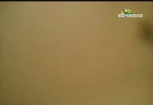 Pilonidal Cysts are brutal. & they smell sooooo bad. flares up every 3-4yrs