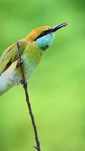 5.8K views · 846 reactions | The flying Bee  & Green-Bee eater  Hunt behaviour of Green-Bee eater #reels #réel #naturelovers #reelsinstagram #reelsvideo #trendingreels #reelitfeelit #wildlifephotography #birdsofinstagram #reelkarofeelkaro #featured_wildlife #reelsindia #nature #viralreels #bits | Vishal Lokare | Facebook