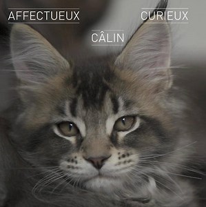 ❤️ Le Maine Coon 😻 Découvrez en vidéo les témoignages d’une éleveuse sur ce félin hors du commun. Retrouvez toutes les informations sur cette magnifique race juste ici : https://www.wikichat.fr/races/maine-coon/ | Royal Canin