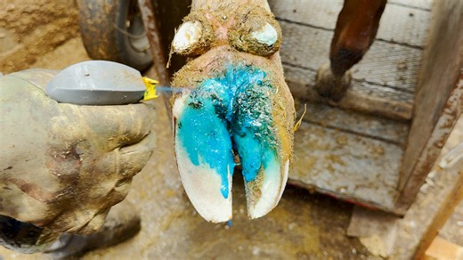 Complete cow hoof treatment and restoration🐄