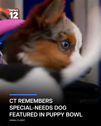 REMEMBERING TEIGAN: Teigan, a dog from Watertown who stole hearts at Puppy Bowl 22, died shortly after the annual tradition was filmed. "She aspirated and we did try. We put her on oxygen and IV fluids. It was a miracle she survived it the first time, but a very slim chance that little body of hers could do it a second time. Unfortunately, that night, we lost her," Malfitano said. Since the Puppy Bowl aired, monetary donations and items from the rescue's Chewy list have started pouring in. WATCH