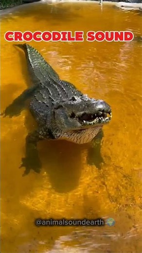 Crocodile Deep Growl by the River #crocodile