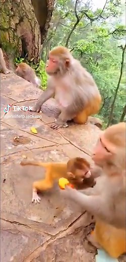 Funny Monkey Drama Videos with Voiceovers
