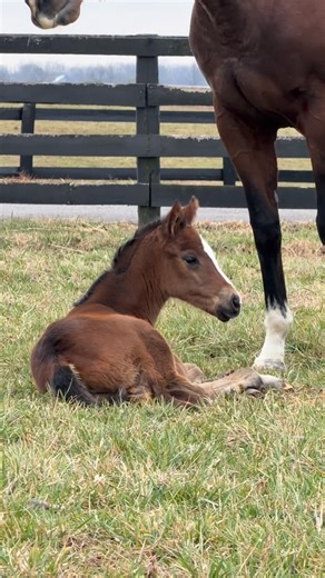 Our first foal has arrived!!! 🐴🤩🤍 A bay filly out of WATCH YOUR SIX by MIDSHIPMAN #TaylorMadeFarm #Foal This pair is owned by Tiger Eye Thoroughbreds | Taylor Made Farm