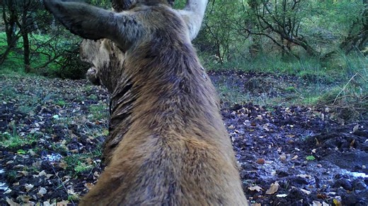 11K views · 148 reactions | SPECTACULAR NOISY PHOTOBOMB BY STAG....