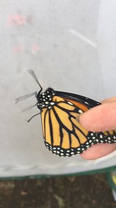 Have you ever seen a living headless butterfly? 🦋 A scientist at the Oklahoma City Zoo is investigating this phenomenon. What her research found, at the link in our bio. Credit: Ayse Tenger-Trolander | KJRH