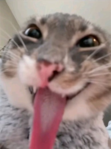 pensó que con solo hacer bm hiba a ganar xddd #clashroyale #pndjs #wbadas #XD #nosequemasponer