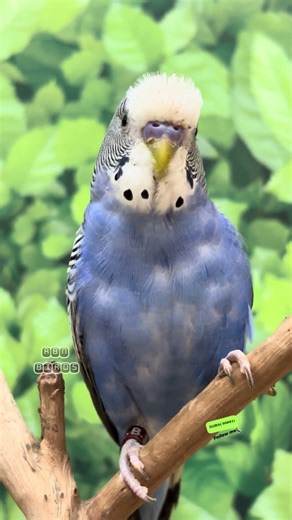 Amazing budgies chirping sound #rbnbirds