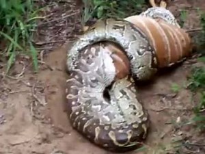 Python eating Nyala