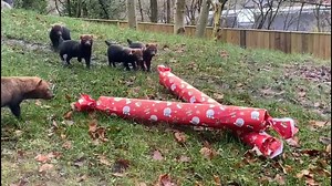 19K views · 447 reactions | Our bush dog pups had a surprise this morning when they discovered Father Christmas had left our newest family some goodies in their paddock! We’re sure they’re in for a fun day of playing! Today’s the only day we’re closed to the public, but our keepers are still on site caring for the animals and giving out festive treats. And don’t forget we’re back open as normal at 10am tomorrow. Have a very Merry Christmas!  | Dudley Zoo | Facebook