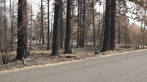 Over 5,000 trees removed from Medical Lake in one month since Gray fire