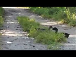 Ducks, General Santos, Philippines