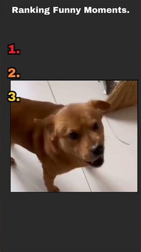 Ranking the BEST Pet Bloopers #funny #pets #viral
