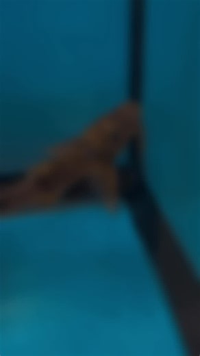 Monster Aquarium on Instagram: "The Goonch catfish is one of the most powerful freshwater predators in the world. It’s known for its huge size, wide head, and extreme strength. Found in fast-moving rivers across Asia, this fish can grow to impressive lengths and is both feared and admired by anglers. In captivity, it needs massive tanks, strong current, and only experienced keepers can handle its power and aggression. #GoonchCatfish #MonsterFish #RiverPredator #FreshwaterGiant #ExoticCatfish #Mo