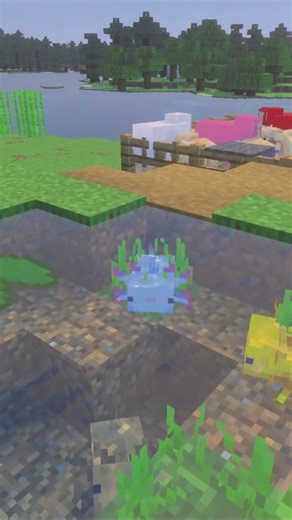 Cute Axolotl #minecraft #minecraftshorts #bedrock #java #minecraftmemes
