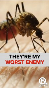 6.6K views | DENGUE FEVER WARNING 烈裸 The Centers for Disease Control...