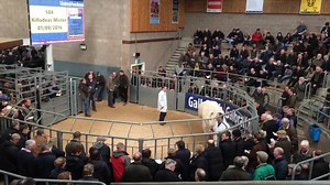 Killadeas Mister sells for 9,500gns | British Charolais Cattle Society