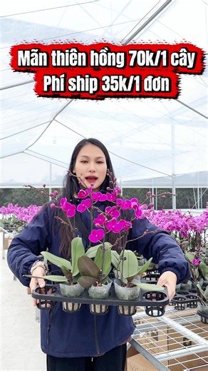 Mãn thiên hồng top 10 loại hoa đẹp nhất thế giới . Mời các bác chốt đơn #ngahoalan #hoalanhanoi #lanhodiep
