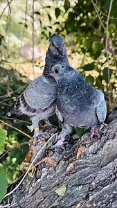 Grizel pair baby #reelsvideoシ #pigeon #grizzle | Ashikur Rahmans pigeons collection
