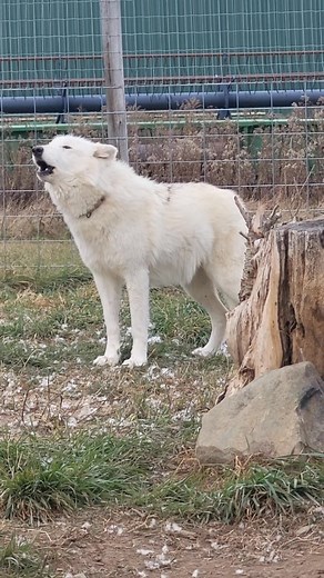 Reaper and Aspen getting their howls in today! ❣️ Apex Angels & Warriors Veteran/Wolfdog Healing and Education center | Justin Newman