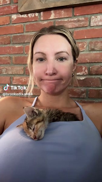 Cuddly Kitten Seeking a Forever Home