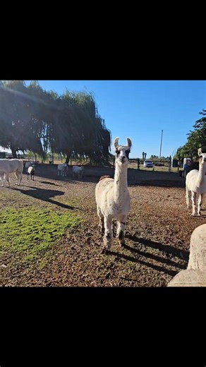 1.2K views · 59 reactions | The sounds of the Lucky Ones Ranch animal sanctuary from chaos to peace...we have it all!  | Lucky Ones Ranch | Facebook