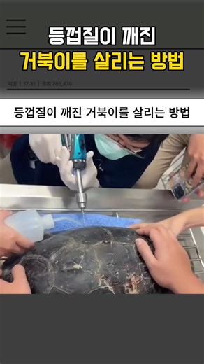 How to Save a Turtle with a Broken Shell