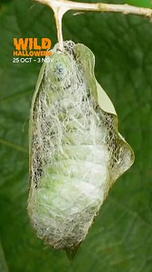 262K views · 4.8K reactions | Despite this elaborate and miraculous transformation, the adult Atlas moth has little more than a week to live. With no mouth he is unable to feed, so all his energy goes into finding a mate.  : #CrazyMonsterBugs | Earth Touch TV | Facebook