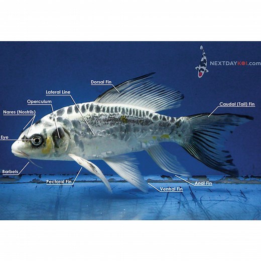 Koi Anatomy 101 as found on Next Day Koi