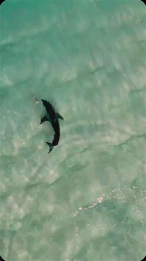 Land Based Shark Fishing History in the making - full video goes live tonight 🔥🙏 #sharkfishing #fishingislife | Coastal WorldWide