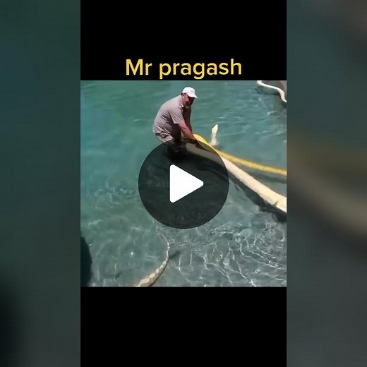 Exciting Encounters with Large Reptiles and Tigers