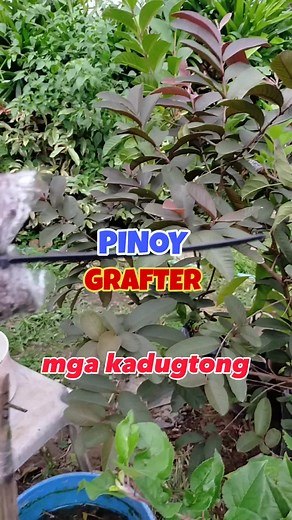 Nag-marcot ako ng fuji apple mha Kadugtong #pinoygrafter #fujiapple