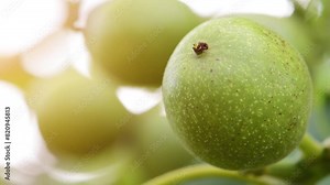 The common walnut in growth. A walnut is the nut of any tree of the genus Juglans (Family Juglandaceae), particularly the Persian or English walnut, Juglans regia.