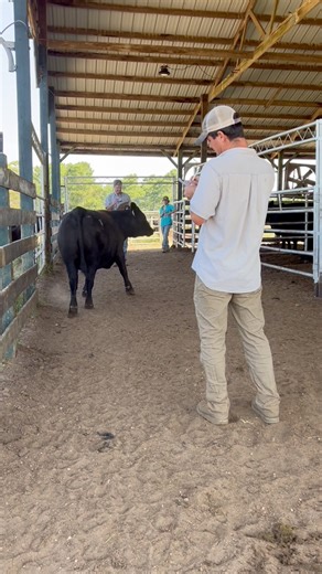 24K views · 422 reactions | Selecting sale cattle one at a time. We’ve studied them on paper and now it’s time to look and see who fits the ticket to be featured in our fall sale. We are looking at their calving dates, pedigree, EPDs, feet, dispositions, udders and much more as we handpick our sale offering. #anguscattle #familyfarm #salecattle #agriculture #seedstock | Yon Family Farms | Facebook