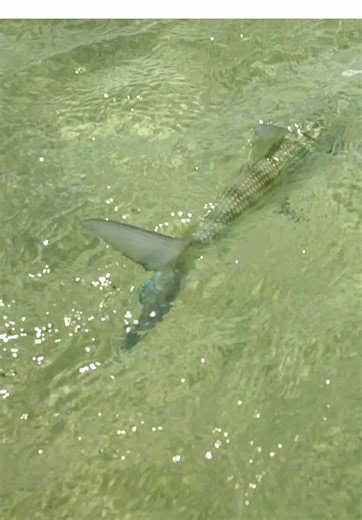 Exploring the Grey Ghost: A Florida Keys Fishing Adventure