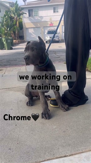 Dog interview: today we meeting with chrome😍 #dog #shorts