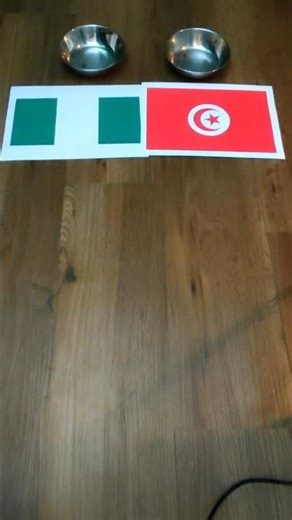 ⚽️😺 Oracle Cat predicts Nigeria vs. Tunisia